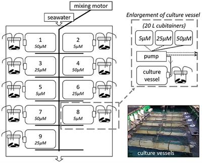 Carbon Stable Isotope Values in Plankton and Mussels Reflect Changes in Carbonate Chemistry Associated with Nutrient Enhanced Net Production